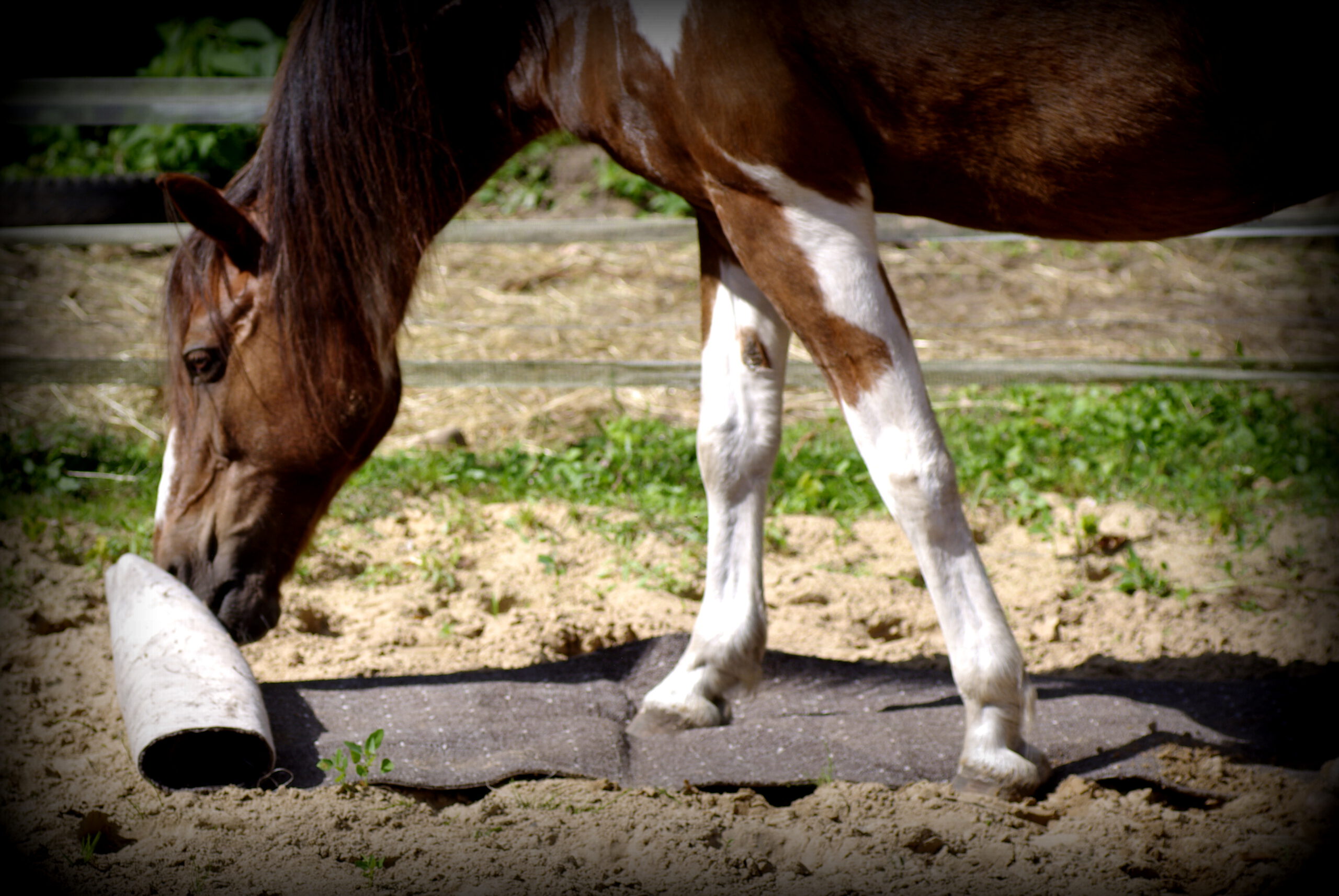 Barny rollt den Teppich aus1